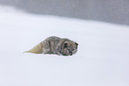 arctic fox