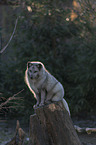 arctic fox