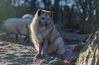arctic foxes