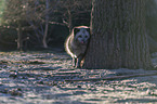 arctic fox
