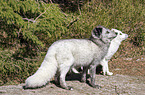 Polar Foxes