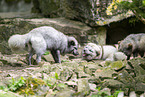 Arctic fox