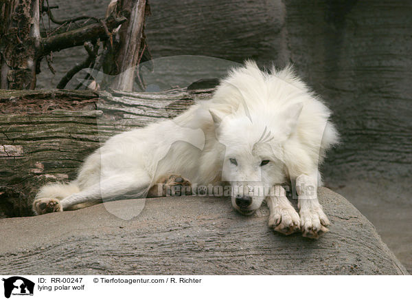liegender Polar Wolf / lying polar wolf / RR-00247