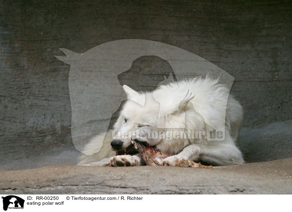 fressender Polar Wolf / eating polar wolf / RR-00250