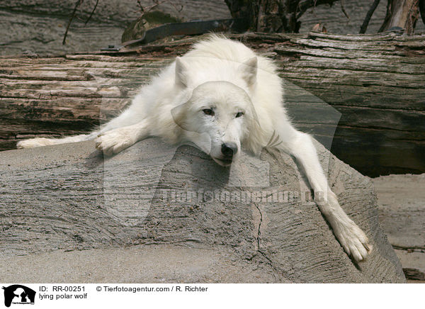 lying polar wolf / RR-00251