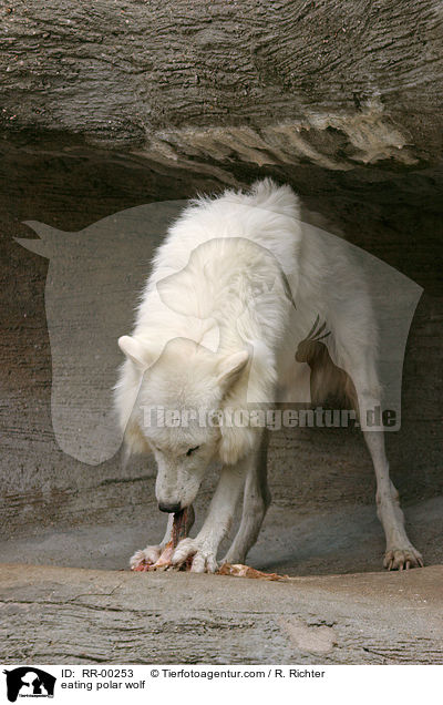 eating polar wolf / RR-00253