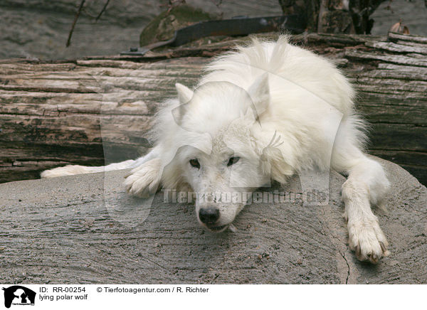 lying polar wolf / RR-00254
