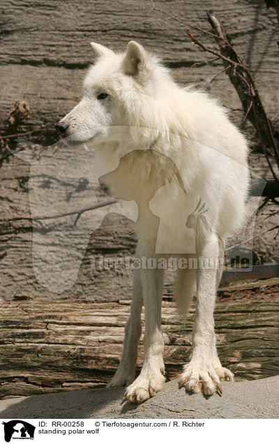 stehender Polar Wolf / standing polar wolf / RR-00258