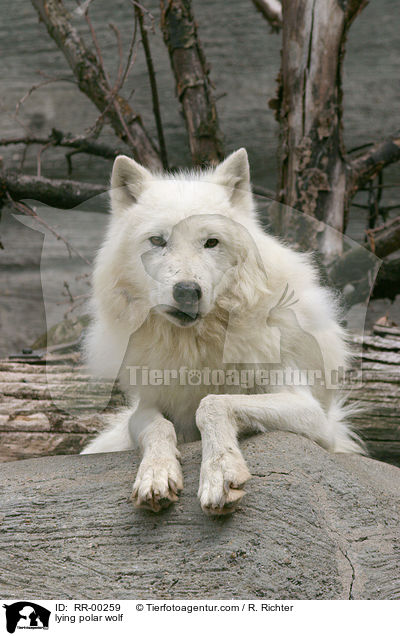 lying polar wolf / RR-00259