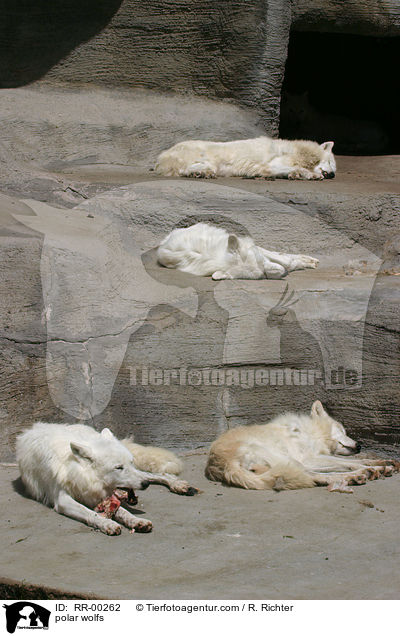 Polar Wlfe / polar wolfs / RR-00262