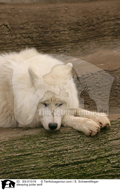 schlafender Polarwolf / sleeping polar wolf / SS-01016