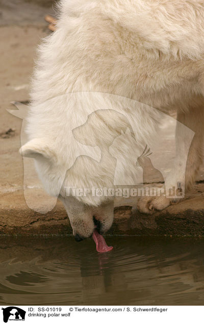 trinkender Polarwolf / drinking polar wolf / SS-01019
