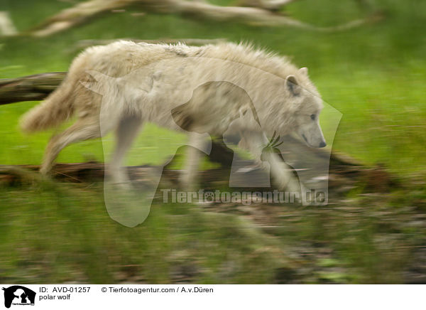 Polarwolf / polar wolf / AVD-01257