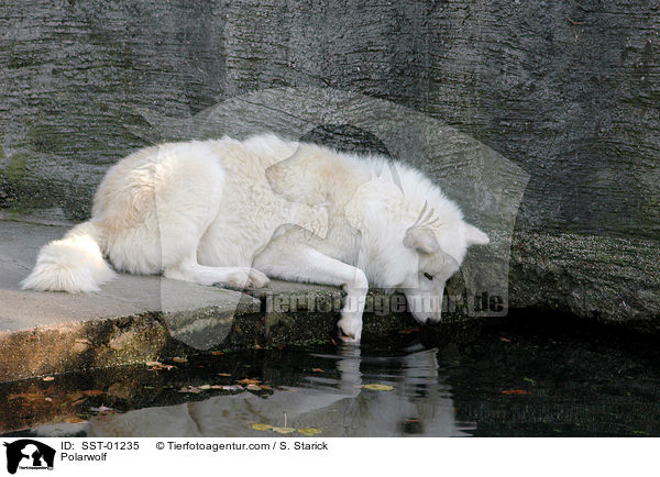 Polarwolf am Wasser / Polarwolf / SST-01235