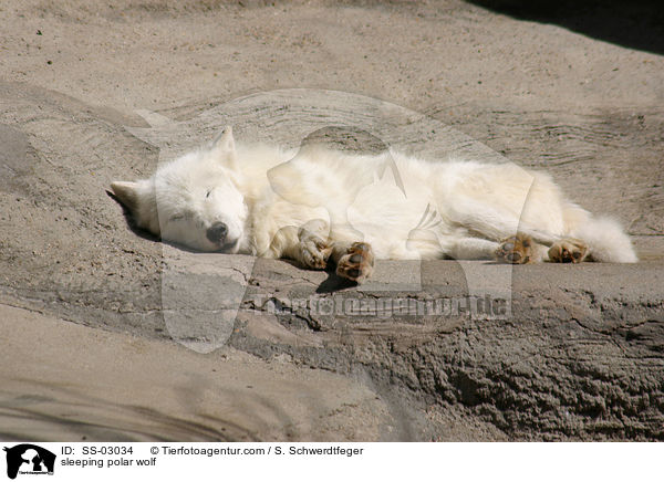 sleeping polar wolf / SS-03034