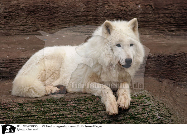 liegender Polarwolf / lying polar wolf / SS-03035