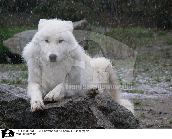 liegender Polarwolf / lying arctic wolf / HB-01355
