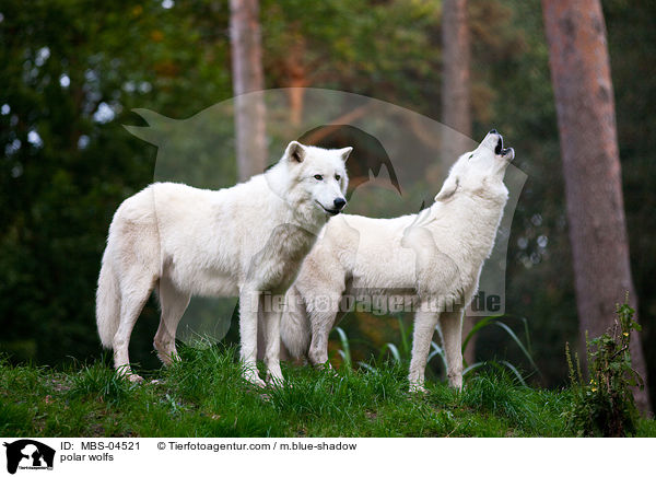 Polarwlfe / polar wolfs / MBS-04521