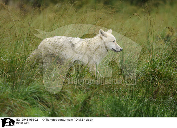 Polarwolf / polar wolf / DMS-05802