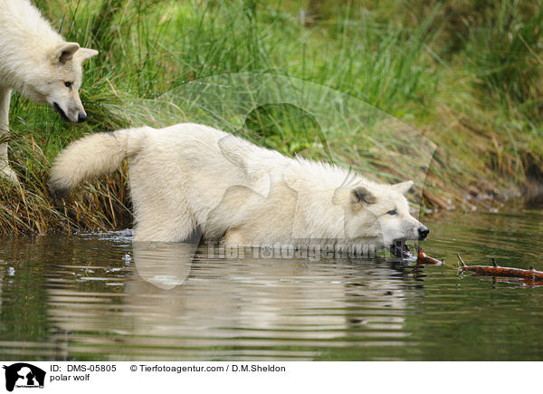 Polarwolf / polar wolf / DMS-05805