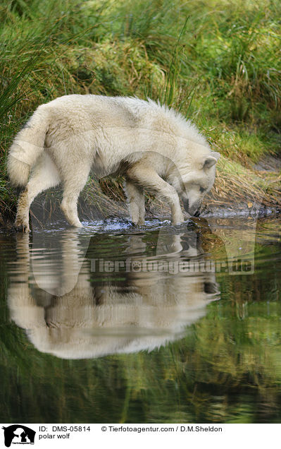 Polarwolf / polar wolf / DMS-05814