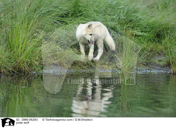 Polarwolf / polar wolf / DMS-06283