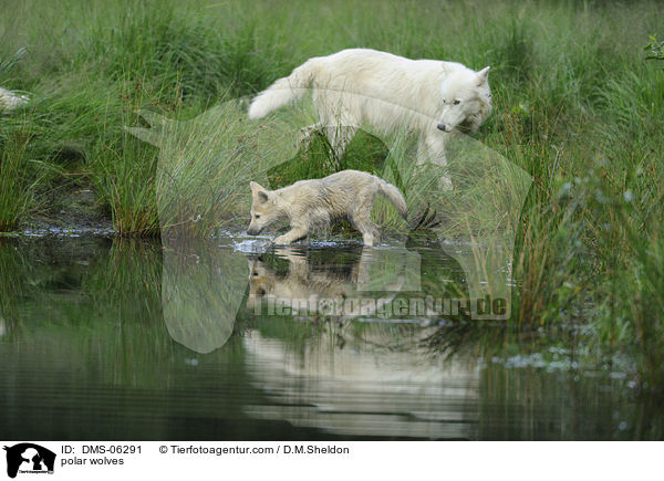 Polarwlfe / polar wolves / DMS-06291