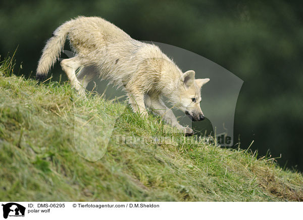 Polarwolf / polar wolf / DMS-06295