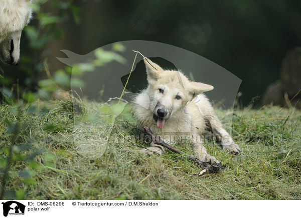 Polarwolf / polar wolf / DMS-06296