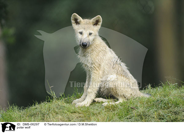 Polarwolf / polar wolf / DMS-06297