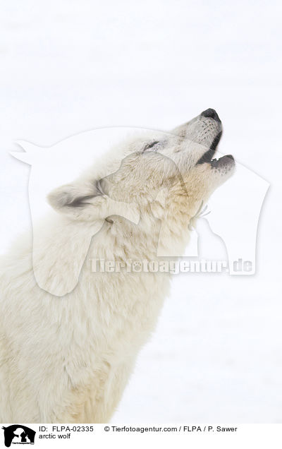 Polarwolf / arctic wolf / FLPA-02335
