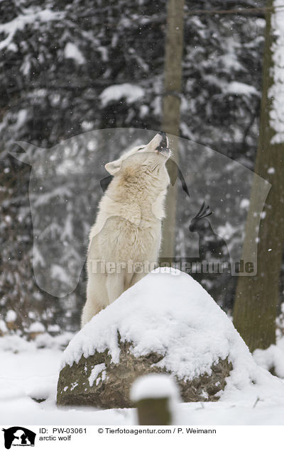 Polarwolf / arctic wolf / PW-03061