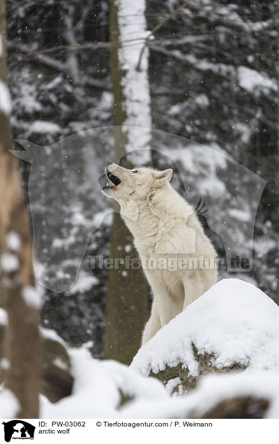 Polarwolf / arctic wolf / PW-03062