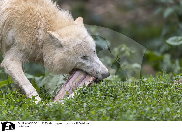 Polarwolf / arctic wolf / PW-03090