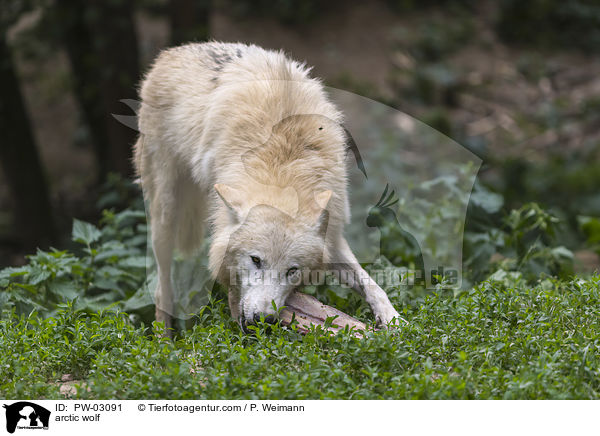 Polarwolf / arctic wolf / PW-03091