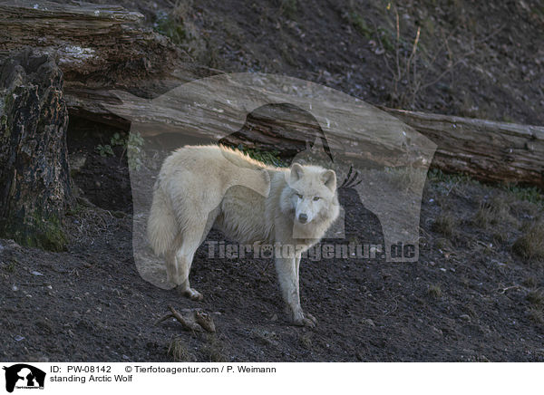 stehender Polarwolf / standing Arctic Wolf / PW-08142