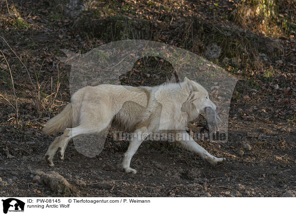 rennender Polarwolf / running Arctic Wolf / PW-08145