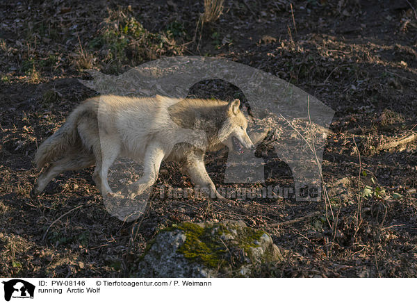 rennender Polarwolf / running  Arctic Wolf / PW-08146