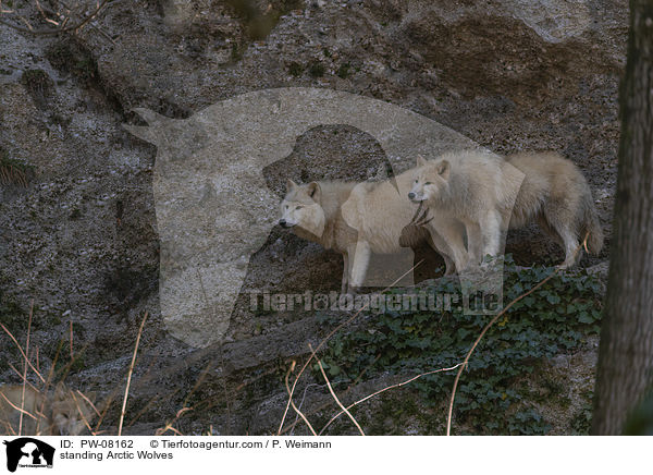 stehende Polarwlfe / standing Arctic Wolves / PW-08162