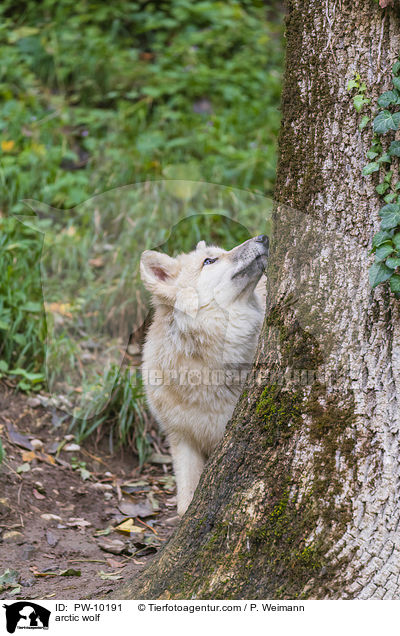 arctic wolf / PW-10191