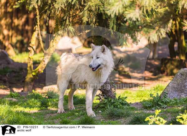 Polarwolf / arctic wolf / PW-10231