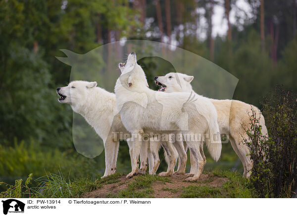 Polarwlfe / arctic wolves / PW-13914