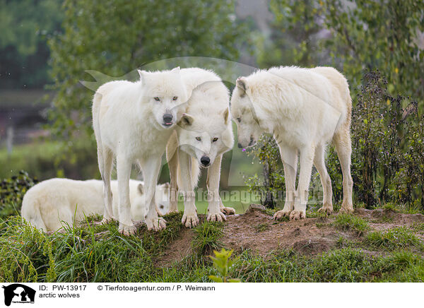 Polarwlfe / arctic wolves / PW-13917