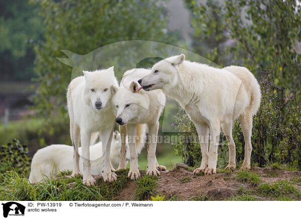 Polarwlfe / arctic wolves / PW-13919