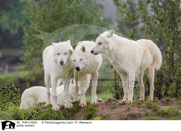 Polarwlfe / arctic wolves / PW-13920