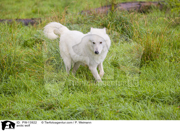 arctic wolf / PW-13922