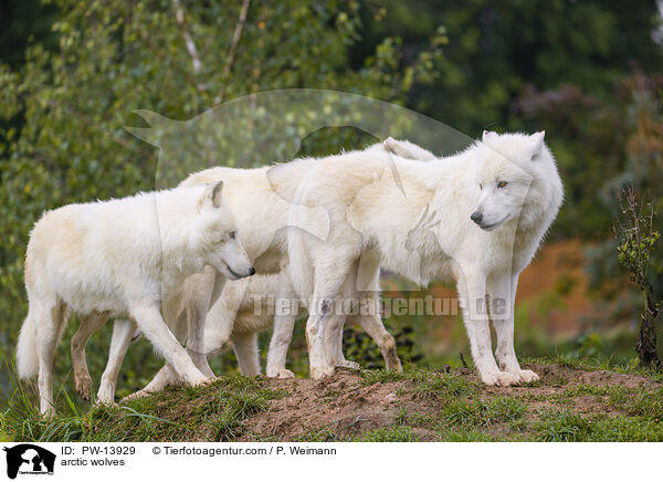 Polarwlfe / arctic wolves / PW-13929
