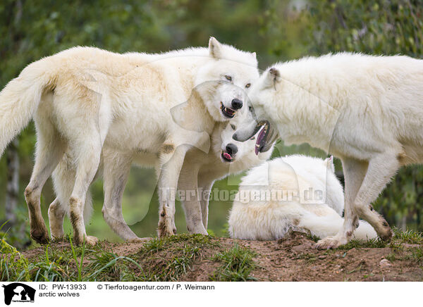 Polarwlfe / arctic wolves / PW-13933