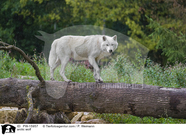 Polarwolf / arctic wolf / PW-15957