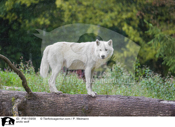 arctic wolf / PW-15958